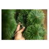 Сосна искусственная "Разрыхленная" 1,8 м