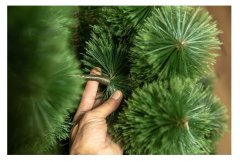 Сосна искусственная "Разрыхленная" 2,2 м